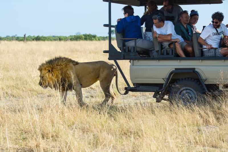Maun : Safari privé d'une journée dans la réserve de Moremi