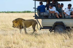 Maun : Safari privé d'une journée dans la réserve de Moremi