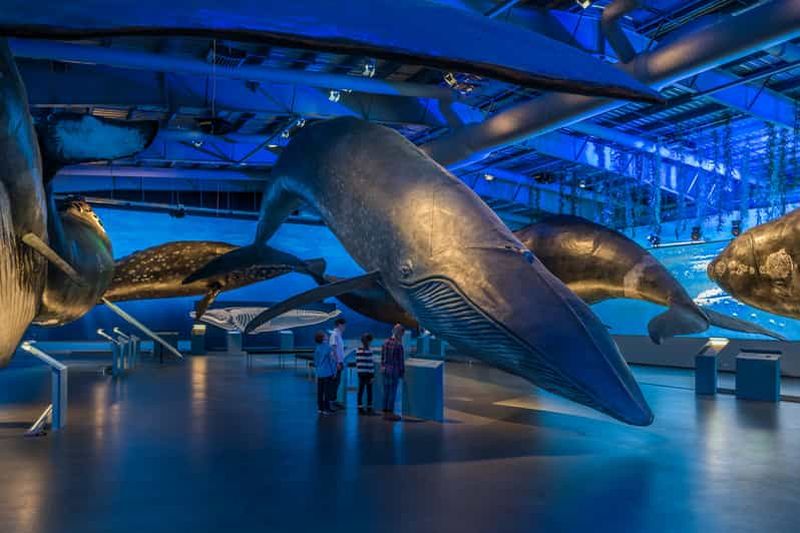 Reykjavik : Billet d'entrée pour le musée des baleines d'Islande