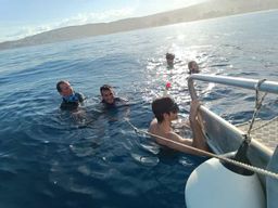 Réunion : Excursion dauphins et baleines à Saint-Gilles