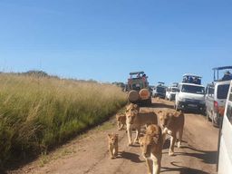Depuis Nairobi : safari de 3 jours et 2 nuits à Masai Mara