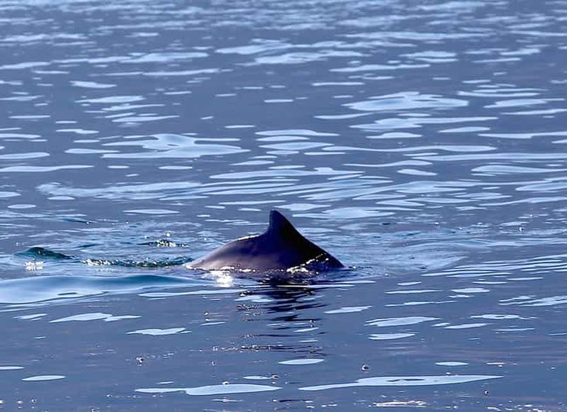 Au départ de Khasab : Croisière en boutre dans les fjords de Musandam et déjeuner buffet