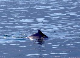Au départ de Khasab : Croisière en boutre dans les fjords de Musandam et déjeuner buffet