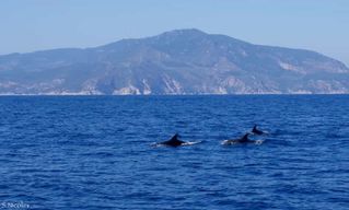 Au départ de Porto Ercole : excursion en bateau de snorkeling sur l'île de Giannutri