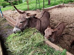 Depuis Bar : visite de la ferme d'ânes