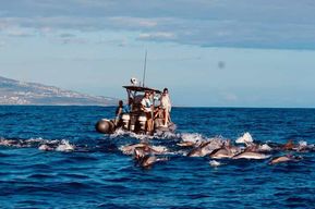Saint Gilles : Safari dauphins, baleines et tortues