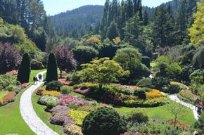 Depuis Victoria : les Jardins Butchart en navette express