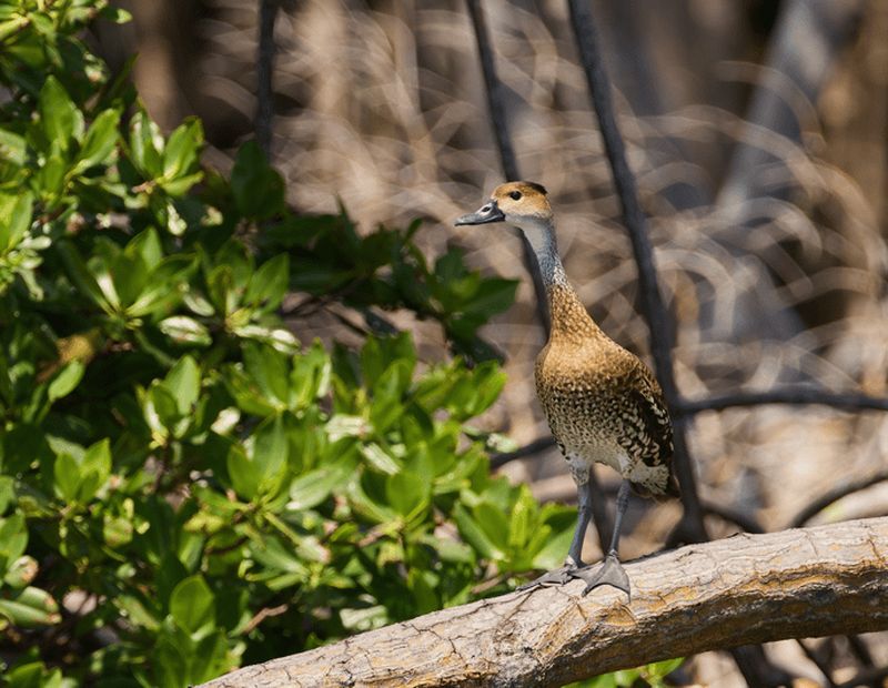 Circuit des cascades de Salto el Limón et de Cayo Levantado