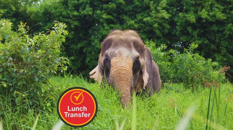 Bangkok : visite guidée éthique avec éléphants et transferts hôtel