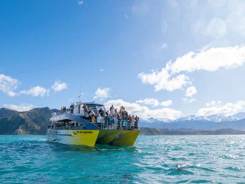Kaikoura : croisière observation des baleines