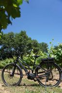 Vignoble des Alpilles à vélo