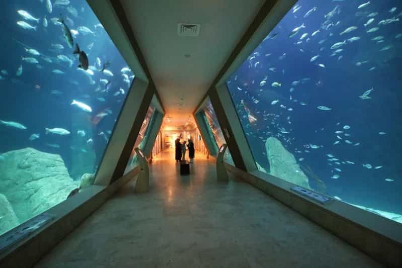 Istanbul : billet pour l'aquarium et navette aller-retour depuis Taksim
