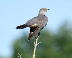 Mai 2025 Danemark : Circuit ornithologique avec le Skagen Fuglefestival