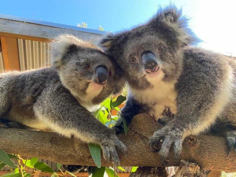 Adélaïde : billet d'entrée au zoo