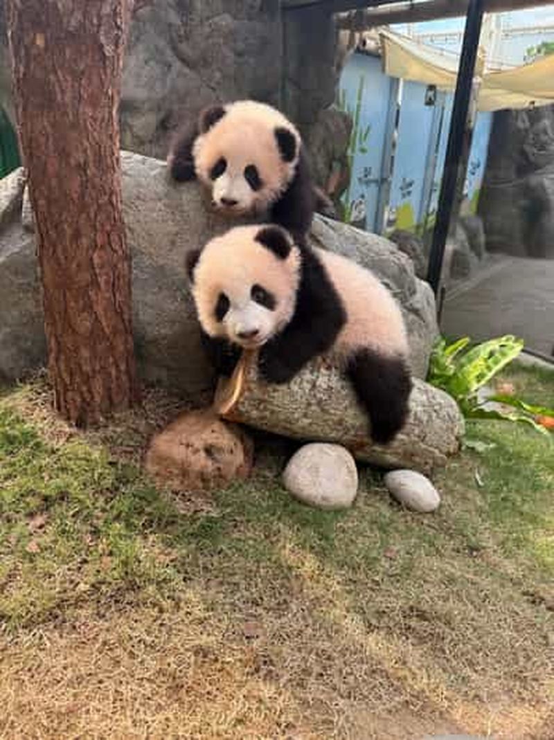 Hong Kong : billet d'entrée à Ocean Park avec visite des pandas et transfert