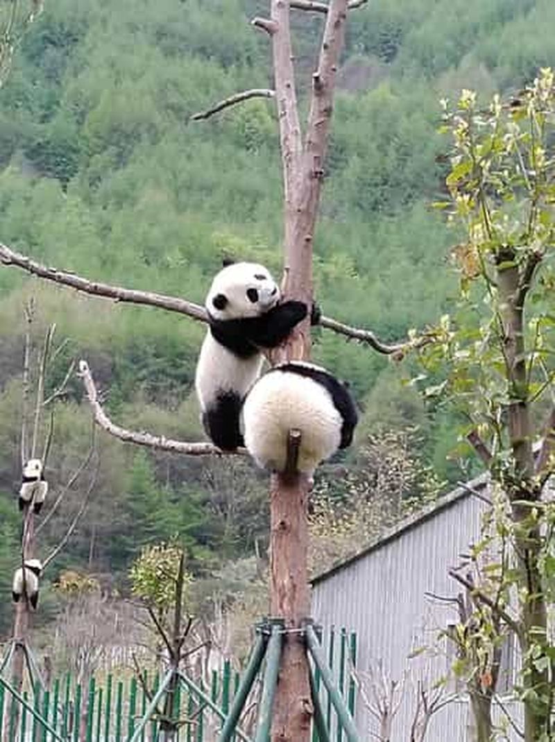 Chengdu : Excursion d'une journée au panda géant et au bouddha de Leshan