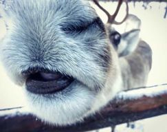 Kuusamo : randonnée en raquettes et rennes au parc national de Hossa