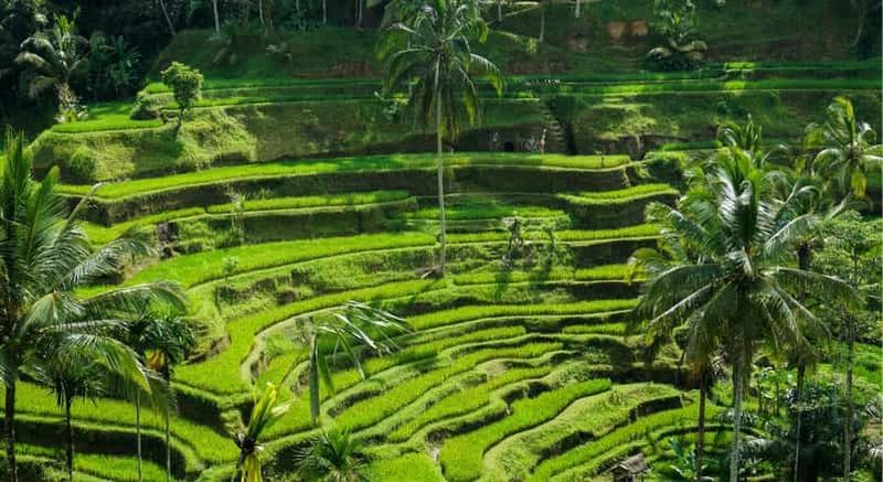 Bali : Visite des temples de Penelokan, Tegalalang et Gunung Kawi