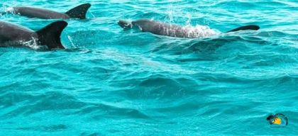 Au départ de Nungwi/Kendwa : excursion « Étoiles de mer et dauphins de l'atoll de Mnemba ».