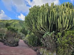 Las Palmas : visite du jardin botanique (option Bandama Caldera)