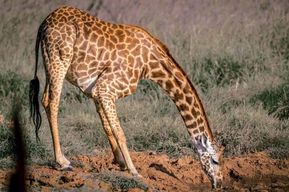 Amboseli, Tsavo East, Tsavo West & Sanctuary Safari