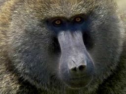 Circuit de 5 jours dans le parc national et les montagnes de Bale