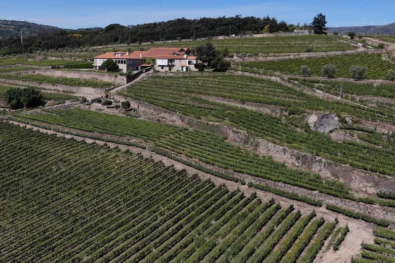 Lamego : Visite et dégustation du vignoble Quinta da Portela de Baixo