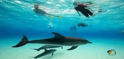 Au départ de Nungwi : observation des dauphins et plongée avec tuba sur l'île de Mnemba