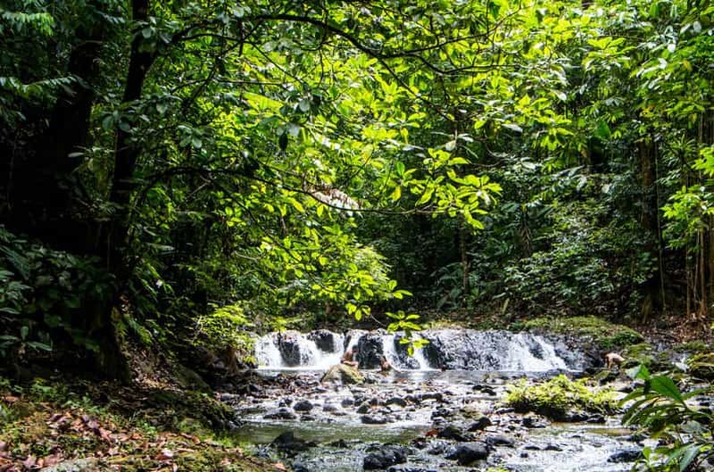 Parc national du Corcovado : Excursion d'une journée à la gare de San Pedrillo