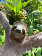 Parc national Manuel Antonio : visite guidée avec ENTRÉE INCLUSE