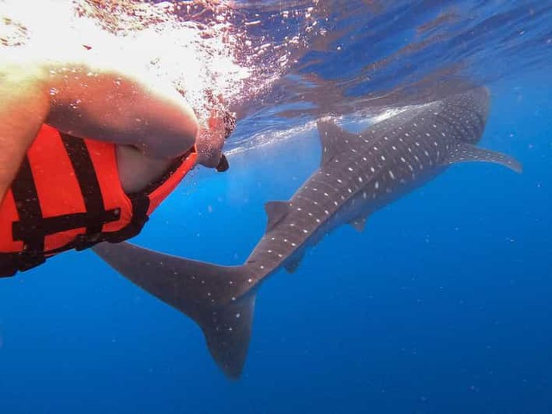 Holbox : partez à la recherche des requins baleines et nagez avec eux ! Tout compris.