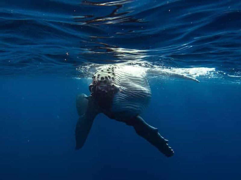 Île de Tahiti : Observation des baleines