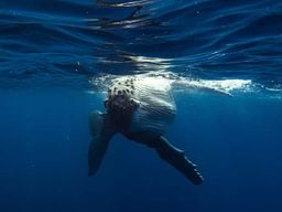 Île de Tahiti : Observation des baleines