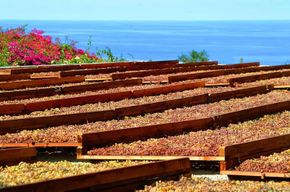 Salina : dégustation de vins et brunch dans un domaine à Malfa