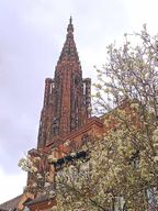 Visites Guidées de la Cathédrale de Strasbourg