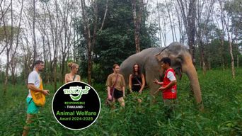 Phuket : visite d'un sanctuaire d'éléphants, cours de cuisine et déjeuner