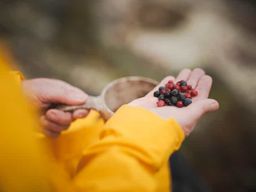 Rovaniemi : cueillette de baies et préparation d'une tarte