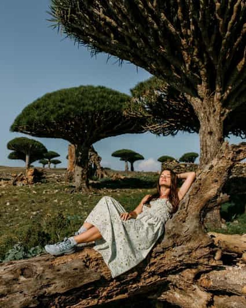 8 jours - Île de Socotra + ville d'Aden : Circuit exclusif