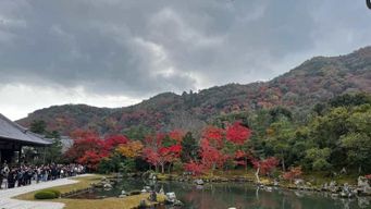 Visite guidée du temple Arashiyama/Tenryu-ji