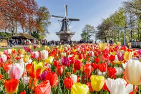 Depuis Bruxelles : visite guidée d'une journée au Keukenhof et aux moulins à vent