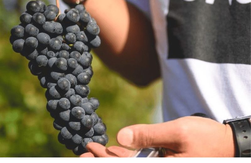 Visite d'un vignoble sur les collines de Parma et dégustation de vin avec plateau de nourriture