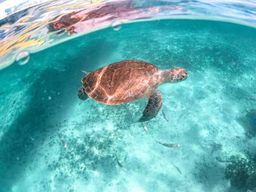 Playa del Carmen/Tulum : plage d'Akumal avec plongée avec tuba parmi les tortues