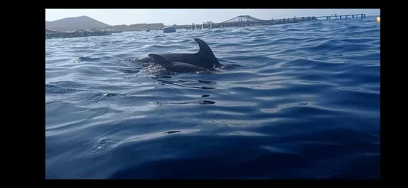 Los Cristianos : Excursion en kayak et plongée avec masque et tuba avec tortues et photos incluses