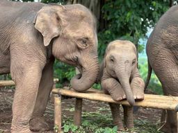 Chiang Mai : sanctuaire d'éléphants, cascade et rafting en bambou