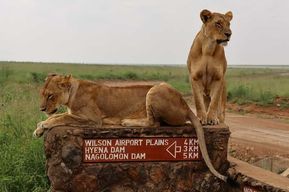 Parc national de Nairobi, orphelinat pour éléphants et centre pour girafes
