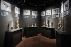 Reykjavik : billet d'entrée au musée phallologique islandais