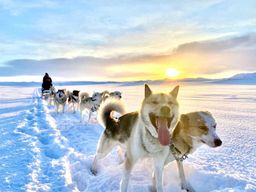 Depuis Reykjavik : promenade en traîneau à chiens et rencontre avec les huskies