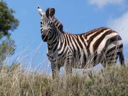 Nairobi : safari de 2 jours avec guide à Aberdare et au mont Kenya
