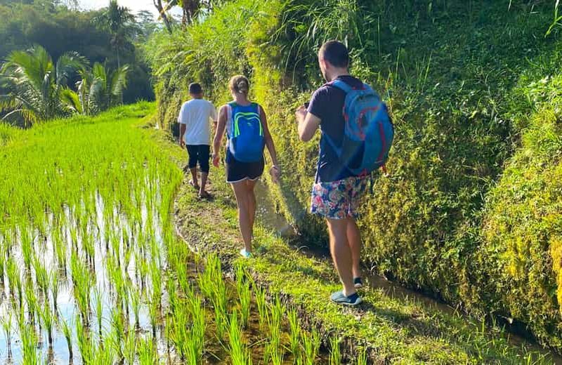 Exclusif Tetebatu : chutes d'eau, rizières, singes et tissage