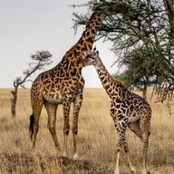 Arusha : Safari de 3 jours dans les parcs nationaux du Tarangire et du lac Manyara...